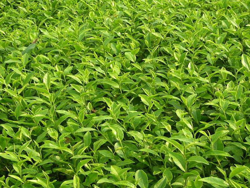 溢福茶業