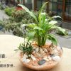 美格生態桌寵