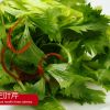 養生三葉芹