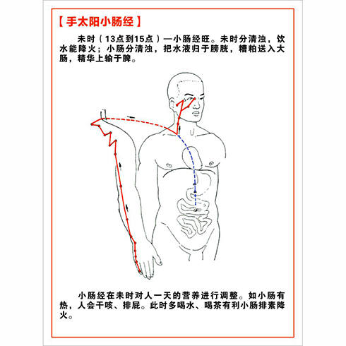 手太陽小腸經