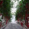 中農共信有機瓜菜工廠-無土栽培西紅柿