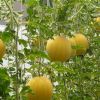 中農共信有機瓜菜工廠-豐收成果