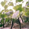 中農共信有機瓜菜工廠-無土栽培黃瓜