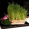 三不牛腩火鍋-自發豆苗菜